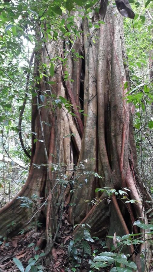 Rainforest River Edge Денияя Екстериор снимка